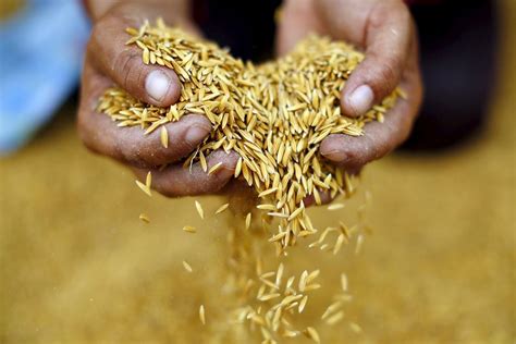 Palay output growth estimated at 5.7% in Q1 - BusinessWorld Online