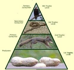 Food chain & pyramid - Meerkats