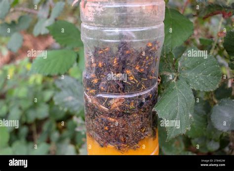 a home made trap for catching asian hornets Stock Photo - Alamy