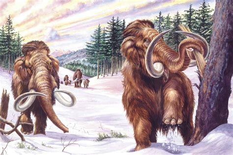 10 Facts About the Wild Woolly Mammoth