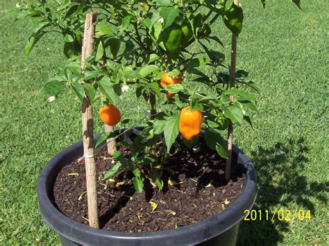 Alfa img - Showing > Habanero Plant