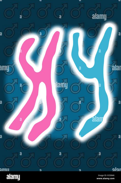 XY Chromosome (Male Stock Photo - Alamy