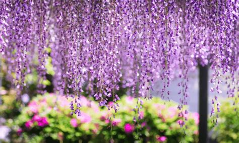 Does Wisteria Attract Bees? | Wildlife Welcome