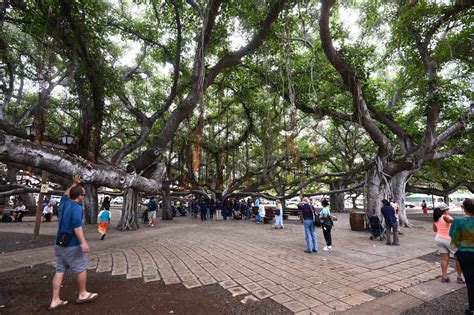 Visitors flock to Lahaina’s Banyan Tree | News, Sports, Jobs - Maui News