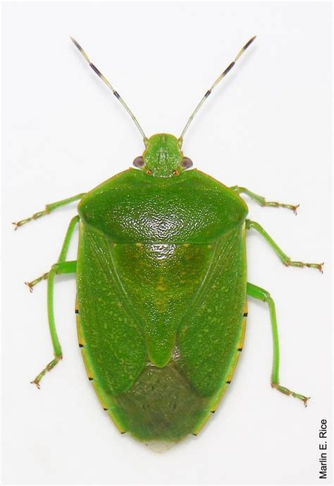 St. Patrick's Day - Green Insects and Follow the Rainbow to the Gold. - Rapid Pest Solutions