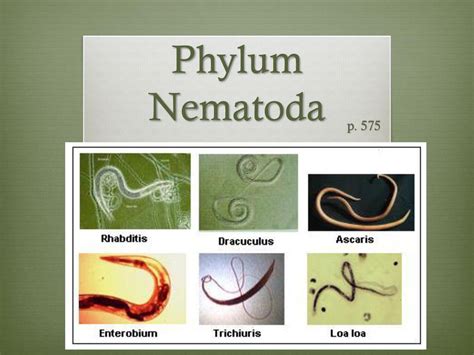 Phylum Nematoda Examples