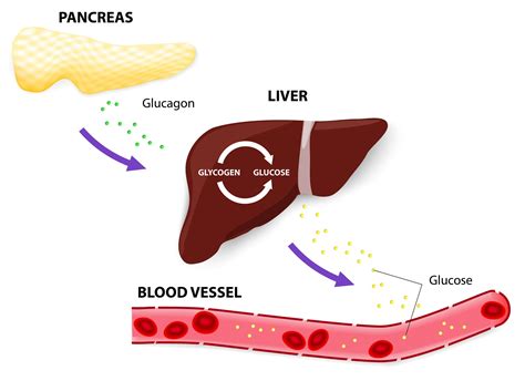 Glucagon Receptor Antagonist: a Diabetes Drug Development - GT health