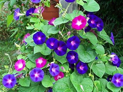 Morning Glory Plant buy Ipomoea Plant - Onlian at Nursery Nisarga