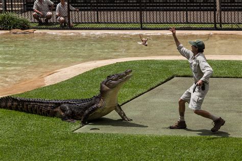 Crocodile Feeding Australia Zoo - Duncan.co