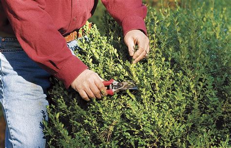 Shrub Pruning Dos and Don'ts for Healthy Shrubs - This Old House