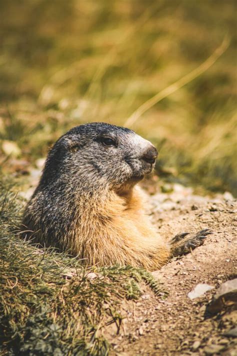 Master Groundhog Removal: Expert Traps for Success