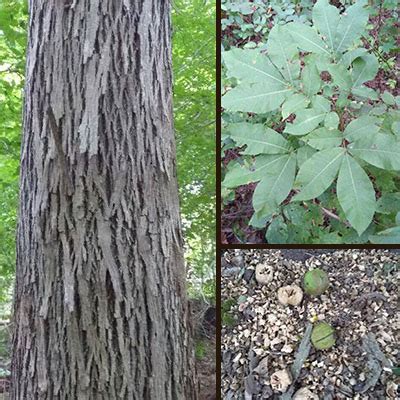 Hickory - How To Identify A Shagbark Hickory Tree in Indiana