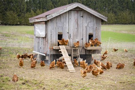 Keeping Your Own Chickens - A Handy Guide