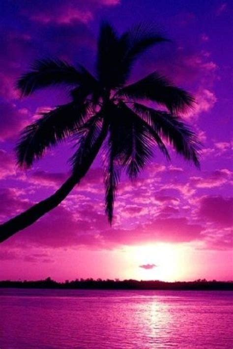 Palm Tree Sunset Wallpaper | palm tree purple sunset | Wallpapers With ...