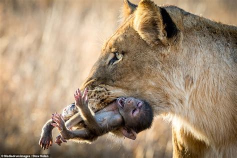 Nature at its most cruel: Baby baboon cries out in fear and pain as ...