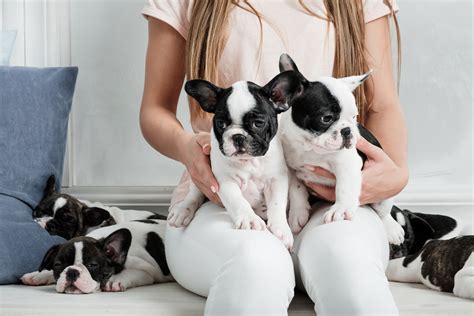 Top 300 French Bulldog Names For Male and Female Frenchies in 2022