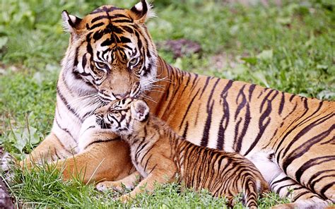 Tiger & Baby Tiger Wallpapers | HD Wallpapers | ID #9904