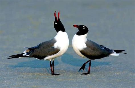 Laughing Gull – "OCEAN TREASURES" Memorial Library