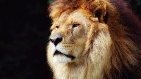 Lion Face Wallpapers - Wallpaper Cave