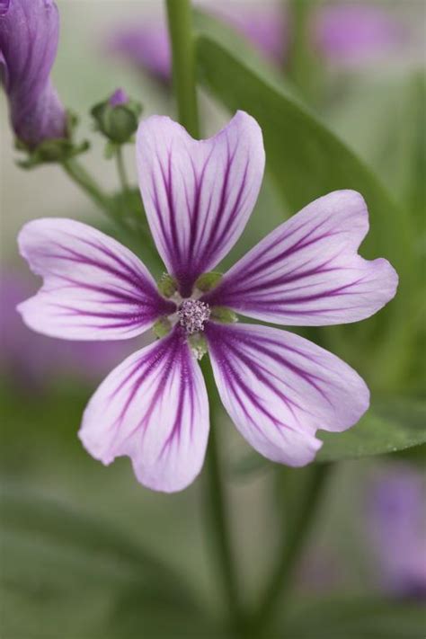 Malva sylvestris Seeds £2.30 from Chiltern Seeds