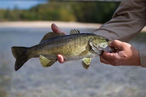 Fishing in Orlando: All You Need To Know