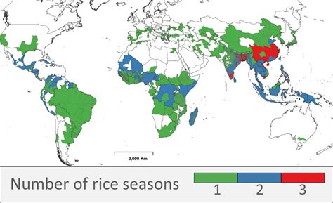 Enhancing Rice Yield Through the Adoption of Autosteering | CHCNAV