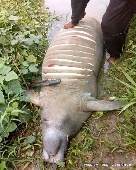 Conservationists condemn killing of manatee in Nigeria | Premium Times ...