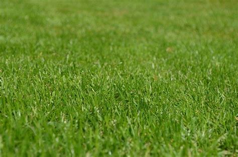 What Height Should I Cut My Grass for a Healthy Lawn? - Lawn Chick