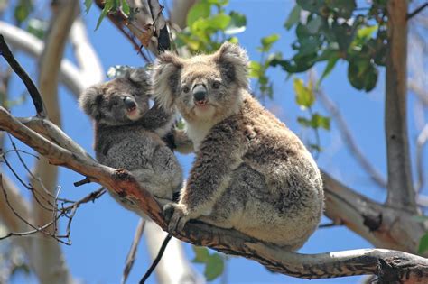 Top 5 Reasons to Visit Australia | Real Momma