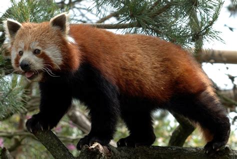 Mengenal Panda Merah, Hewan Imut yang Ternyata Tidak Ada Hubungannnya ...