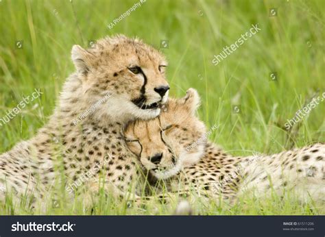 Cheetah Cubs Huddled Up Together One Sleeping While The Other Stays Alert In Kenya'S Masai Mara ...