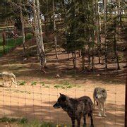 Colorado Wolf & Wildlife Center - 29 Photos - Animal Shelters - Divide ...