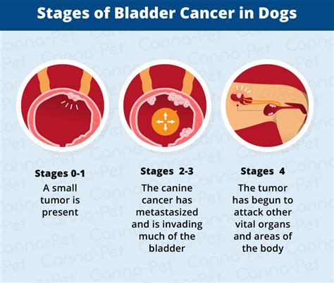 Bladder Cancer in Dogs | Canna-Pet®