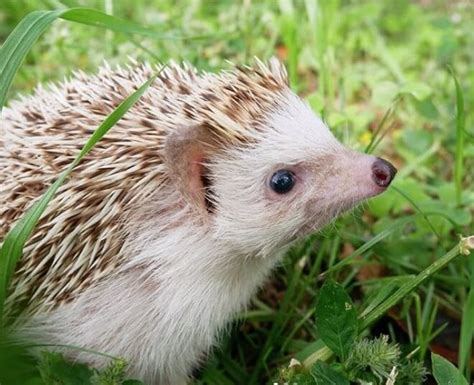 260+ Awesome Hedgehog Names - Best Ways To Name Your Hedgehog - PetPress