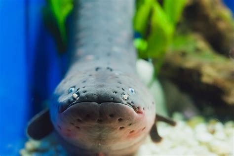 5 Shocking Facts about Electric Eels - JSTOR Daily