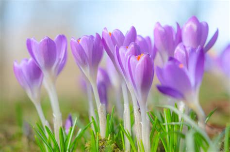 Crocus Flower Meaning - Flower Meaning