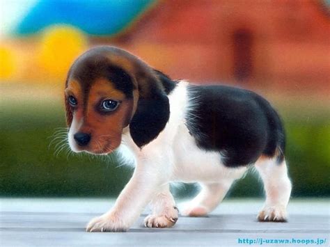 Puppy Babies – Funny Pics Desktop Background