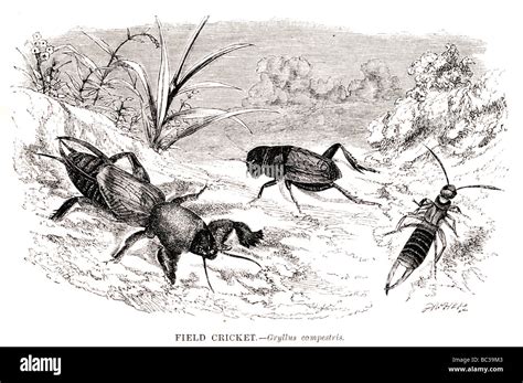 field cricket gryllus campestris Stock Photo - Alamy