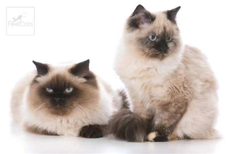 Gato Ragdoll, ¿origen, carácter y curiosidades? | FeelCats