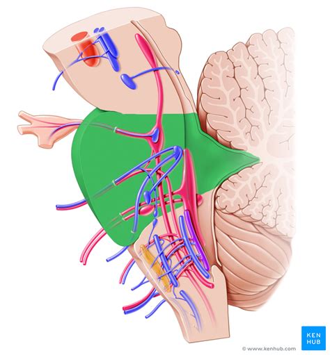 Brainstem Ii Pons And Cerebellum Part 2