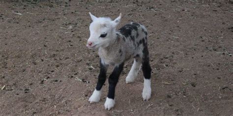 A baby 'geep' is your new favourite animal, BTW