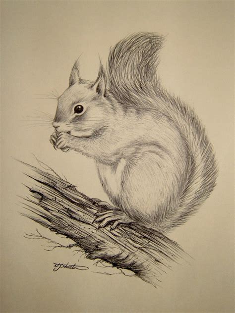 Vintage Ink Sketch Drawing of a Squirrel Signed N F Shenton