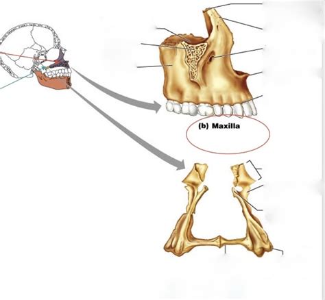 Maxilla Bone Markings Anatomy