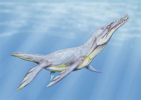 Plesiopleurodon | Dinopedia | FANDOM powered by Wikia