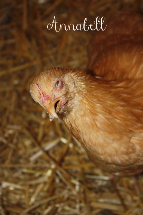 Eye Worms ( My Annabell) | BackYard Chickens - Learn How to Raise Chickens