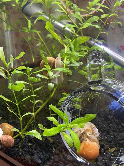 Why are my snails eating my plants?! : r/snails