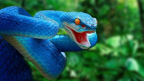 Viper snake | Snake photos, Snake, Colorful snakes