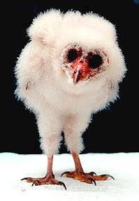 Baby barn owl : r/Scary