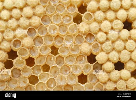 Honey Bee (Apis mellifera) drone larvae in brood cells shortly before the transition into the ...