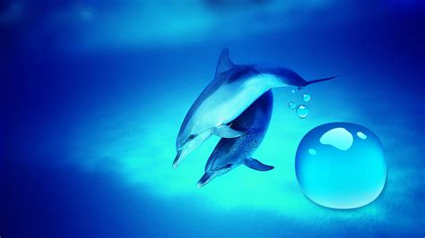 🔥 [46+] Dolphins HD Wallpapers | WallpaperSafari